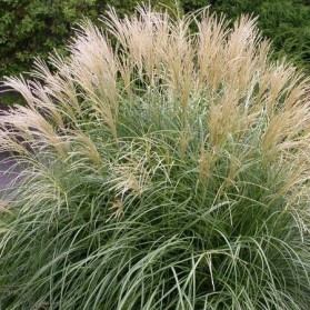 Miscanthus sinensis Adagio (ozdobnice čínská)