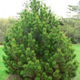 Pinus leucodermis Compact Gem (borovice bělokorá)