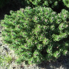 Pinus mugo Minima Kalouš (borovice kleč)