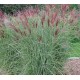 Miscanthus sinensis Flamingo (ozdobnice čínská)