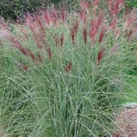 Miscanthus sinensis Flamingo (ozdobnice čínská)