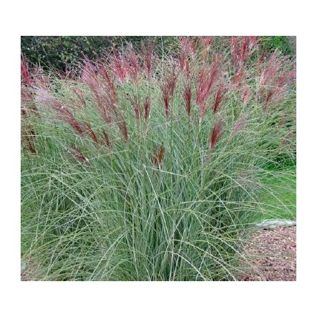 Miscanthus sinensis Flamingo (ozdobnice čínská)