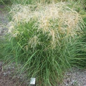 Miscanthus sinensis Graziella (ozdobnice čínská)