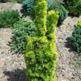 Taxus baccata David (tis červený)