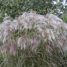Miscanthus sinensis Kaskade (ozdobnice čínská)