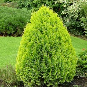 Thuja orientalis Aurea Nana (zerav východní)