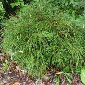 Thuja plicata Whipcord (zerav obrovský)