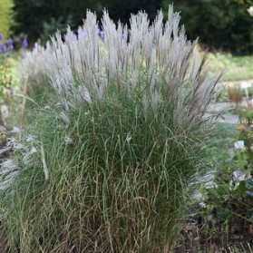 Miscanthus sinensis Kleine Silberspinne (ozdobnice čínská)
