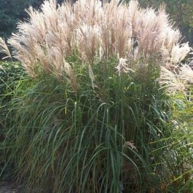 Miscanthus sinensis Malepartus (ozdobnice čínská)