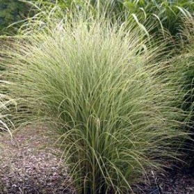 Miscanthus sinensis Morning Light (ozdobnice čínská)