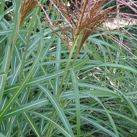 Miscanthus sinensis Rotsilber (ozdobnice čínská)
