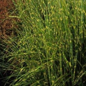Miscanthus sinensis Strictus (ozdobnice čínská)