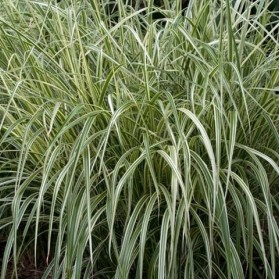 Miscanthus sinensis Variegatus (ozdobnice čínská)