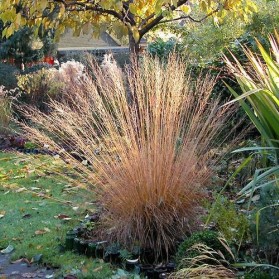 Molinia caerulea Heidebraut (bezkolenec modrý)