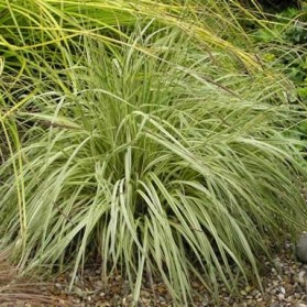 Molinia caerulea Variegata (bezkolenec modrý)