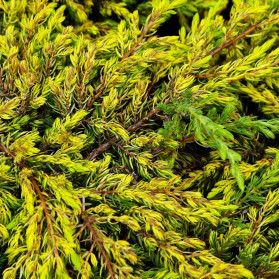 Juniperus communis Goldschatz (jalovec obecný)
