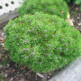 Pinus mugo Grüne Welle (borovice kleč)