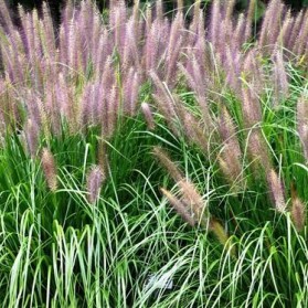 Pennisetum alopecuroides Red Head (dochan psárkovitý)