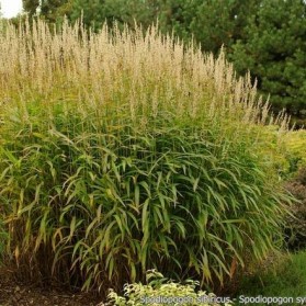Spodiopogon sibiricus (šedovous sibiřský)
