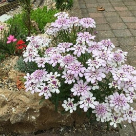 Iberis Sweetheart (iberka)