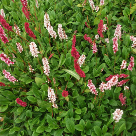 Persicaria affinis Darjeeling Red (rdesno)