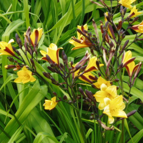Hemerocallis Corky (denivka)