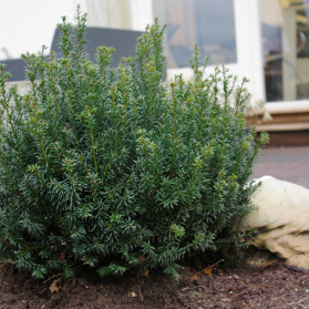 Taxus baccata Anna (tis červený)