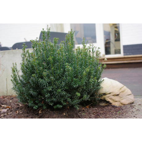 Taxus baccata Anna (tis červený)