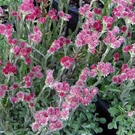 Antennaria dioica Rubra (kociánek dvoudomý)