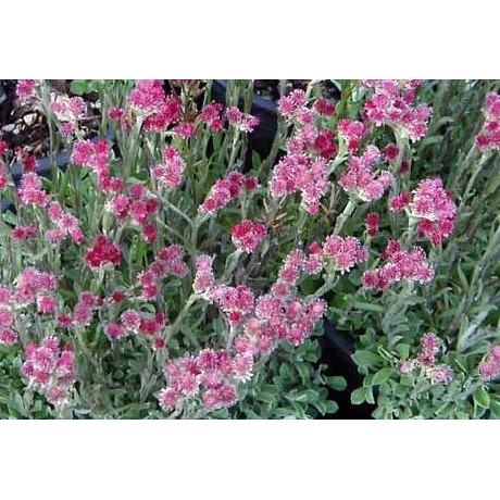 Antennaria dioica Rubra (kociánek dvoudomý)