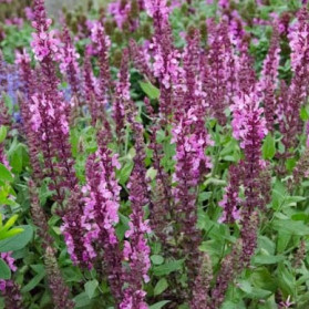 Salvia nemorosa Sensation Deep Rose (šalvěj hajní)