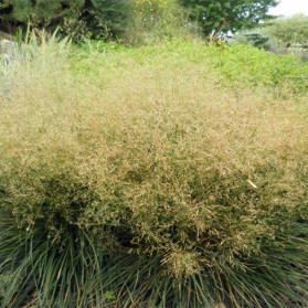 Deschampsia caespitosa Pálava (metlice trsnatá)
