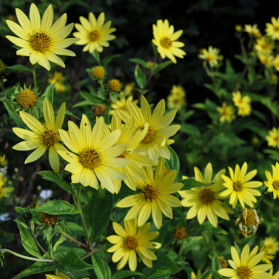 Helianthus microcephalus Lemon Queen (slunečnice)