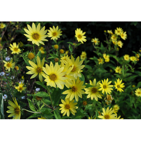 Helianthus microcephalus Lemon Queen (slunečnice)