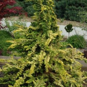 Chamaecyparis obtusa Fernspray Gold (cypřišek tupolistý)