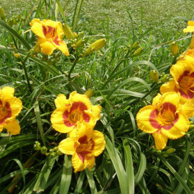 Hemerocallis Fooled Mee (denivka)