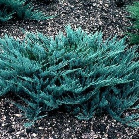 Juniperus horizontalis Blue Chip (jalovec polehavý)