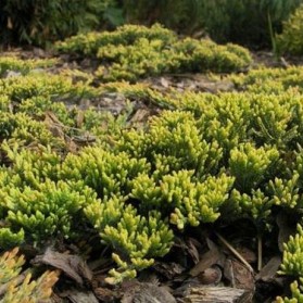 Juniperus horizontalis Golden Carpet (jalovec polehavý)