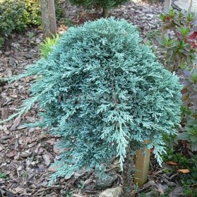 Juniperus horizontalis Ice Blue (jalovec polehavý)