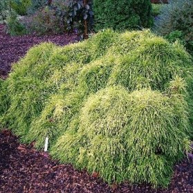 Chamaecyparis pisifera Sungold (cypřišek hrachonosný)