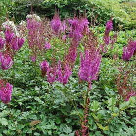 Astilbe chinensis var. taquetii Purpurlanze (čechrava čínská)