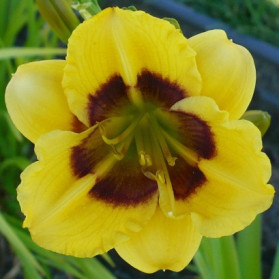 Hemerocallis Jason Salter (denivka)