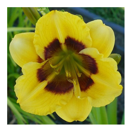 Hemerocallis Jason Salter (denivka)