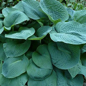 Hosta Big Daddy (bohyška)