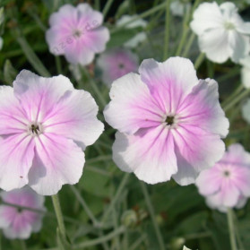 Lychnis coronaria Oculata (kohoutek věncový)