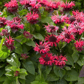 Monarda Bee–Happy (zavinutka)