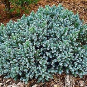 Juniperus squamata Blue Star (jalovec šupinatý)