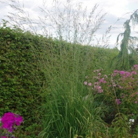 Molinia caerulea Fontäne' (bezkolenec modrý)
