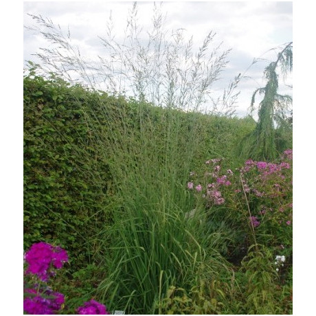 Molinia caerulea Fontäne' (bezkolenec modrý)