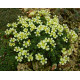 Saxifraga Sherlock Holmes (lomikámen)